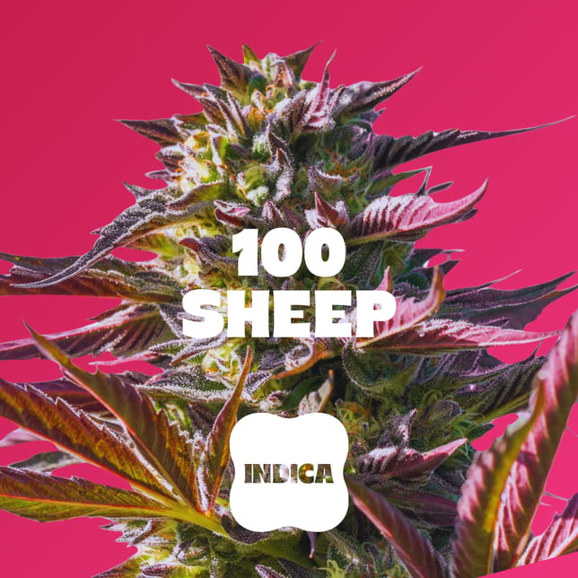 Cherry - 20pc - 100 Sheep - Indica (100mg THC) - Image 2