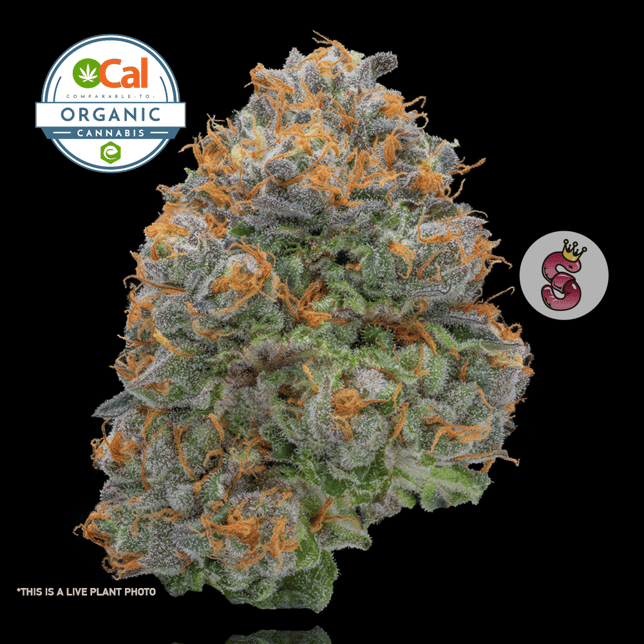 Gelato 41 - Image 1 Gelato 41 - Image 1