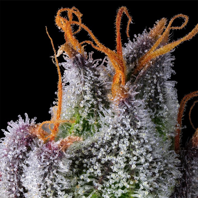 BluZangria Gold Blend - Image 5 BluZangria Gold Blend - Image 5