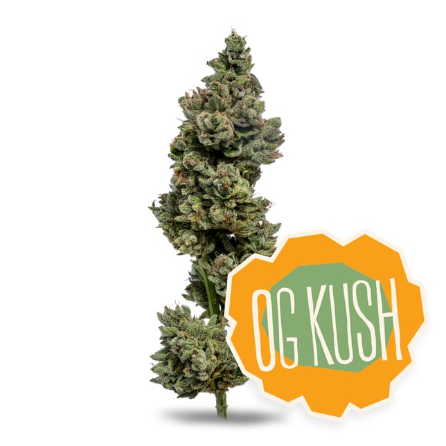 OG Kush - Image 2