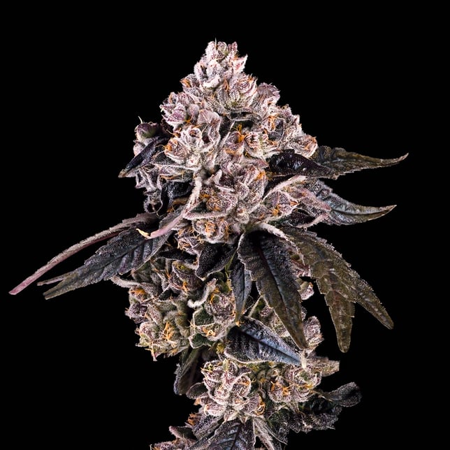 Prizmatic Halo [1.9g] - Image 5