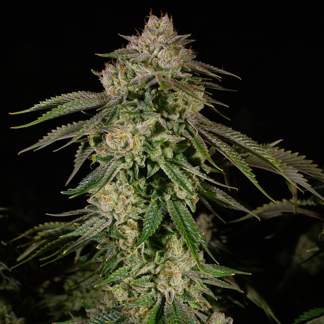 Jet Fuel OG - Image 4