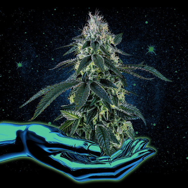 Brownie Scout - Image 3