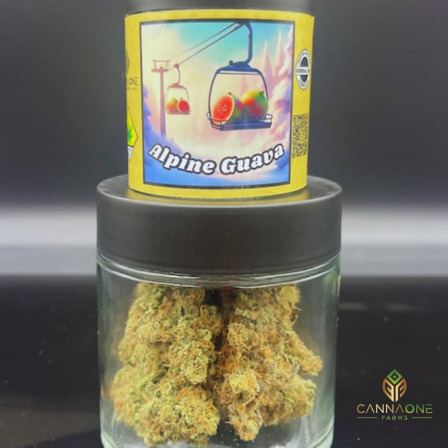 Alpine Guava - Image 1 Alpine Guava - Image 1