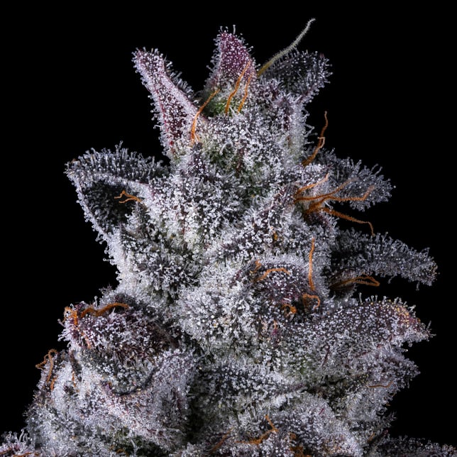Black Lotus [3.5g] - Image 8