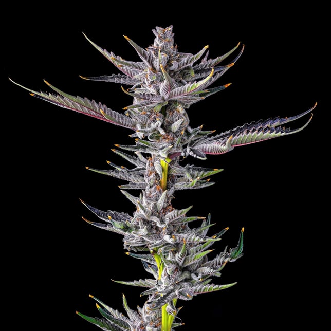 ZuZu Berry - Image 8