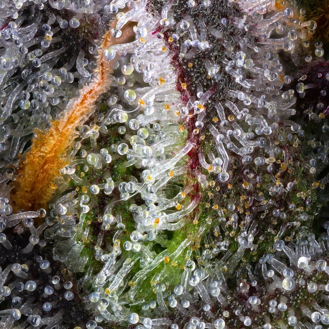 BluZangria Goldies Infused Pre-Rolls 5-Pack [3g] - Image 12