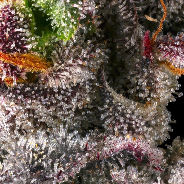 Dirty Laundry Gold Blend - Image 14