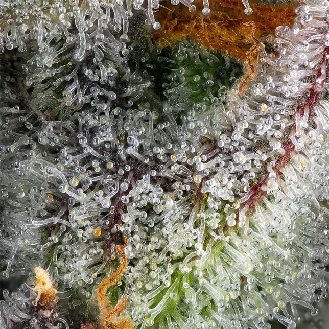 BluZangria All-In-One Gold Blend [1000mg] - Image 9