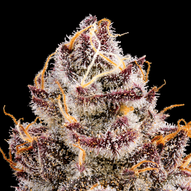 Orange Sapphire Pre-Roll [1g] - Image 9