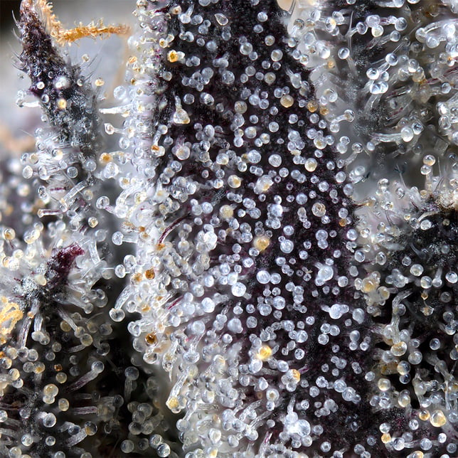 Lipsmackerz Pre-Roll 5-Pack [2.5g] - Image 9