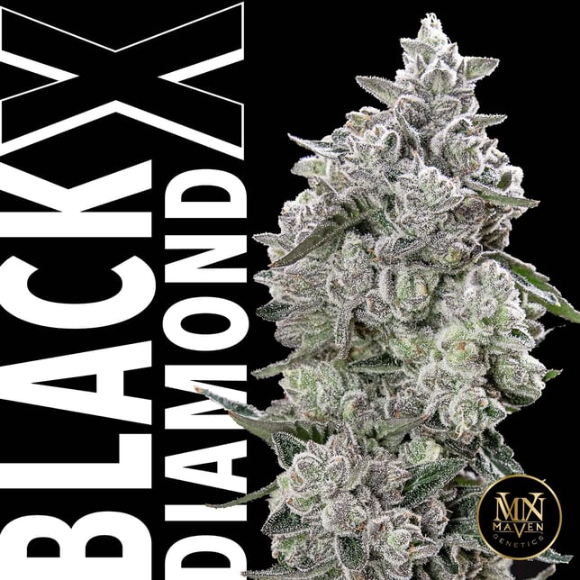 Black Diamond X Pre-Roll [1g] - Image 7