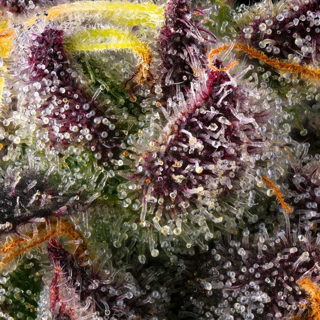 Dirty Laundry Pre-Roll 5-Pack [2.5g] - Image 11
