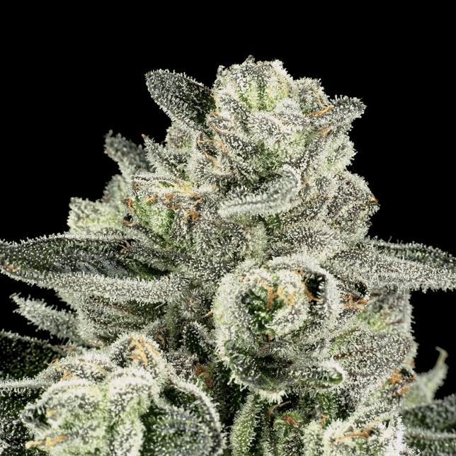 Black Diamond X Pre-Roll [1g] - Image 9