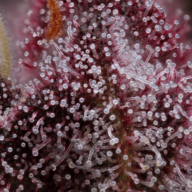 Blueberry Cherry - Image 7