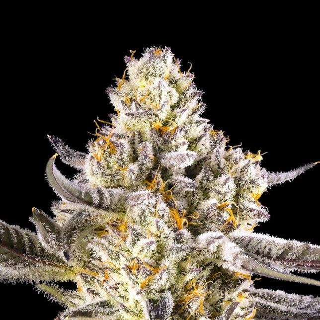 French Diamonds Mini Halos Infused Pre-Roll Single [.6g] - Image 9