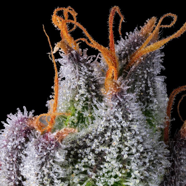 BluZangria Goldies Infused Pre-Rolls 5-Pack [3g] - Image 9