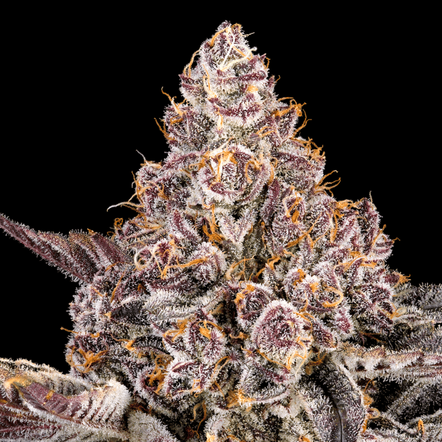 Orange Sapphire Pre-Roll [1g] - Image 8