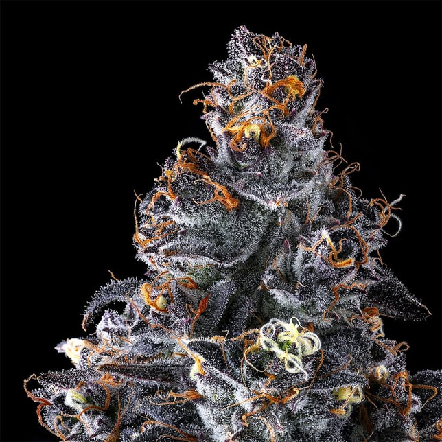 French Lotus [3.5g] - Image 7