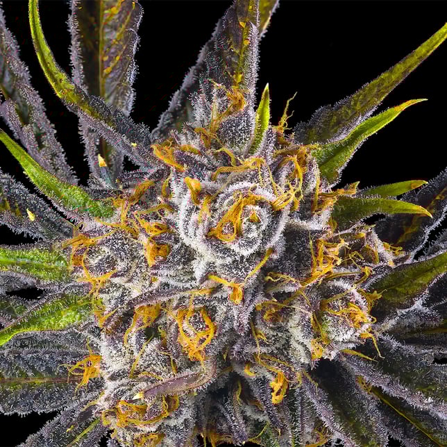 Orange Bellini Goldies Infused Pre-Rolls 5-Pack [3g] - Image 8