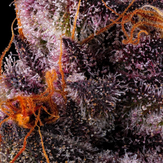 Lemon Cherry Tropicana [3.5g] - Image 9