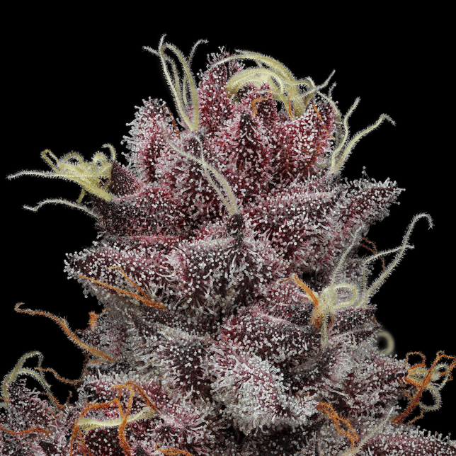 Blueberry Cherry - Image 4
