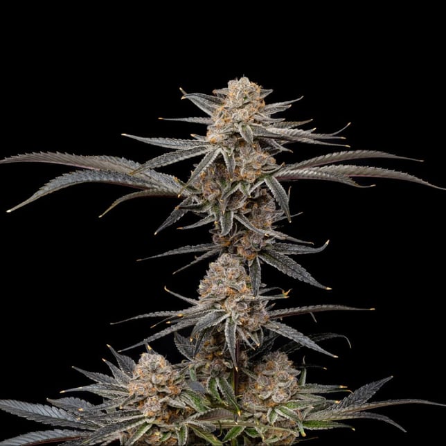 Super Boof [1000mg] - Image 4