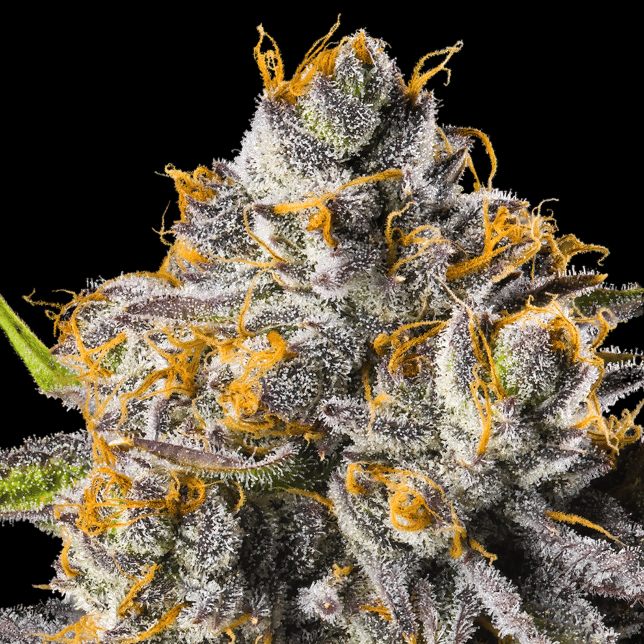 Orange Bellini All-In-One Gold Blend [1000mg] - Image 7