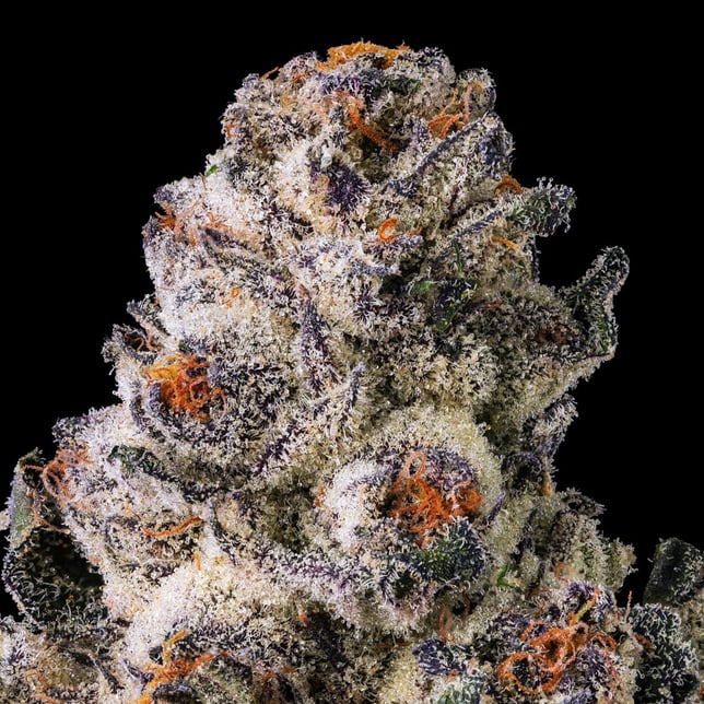 Black Lotus Goldies Infused Pre-Rolls 5-Pack [3g] - Image 5