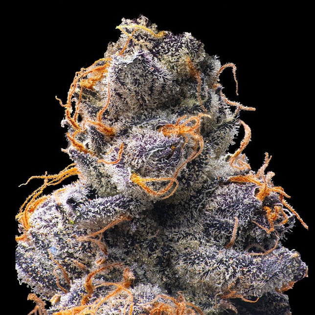 Orange Sapphire Gold Blend - Image 3 Orange Sapphire Gold Blend - Image 3