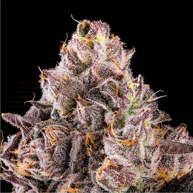 Prizm Goldies Infused Pre-Rolls 5-Pack [3g] - Image 11