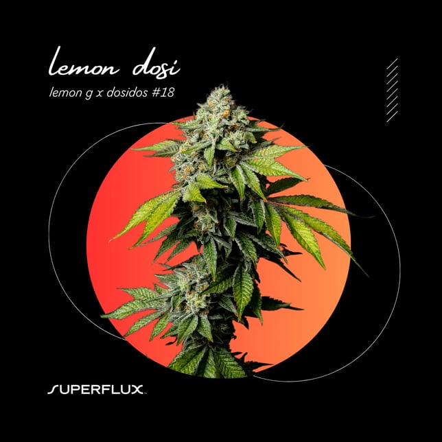 Lemon Dosi - Image 1 Lemon Dosi - Image 1