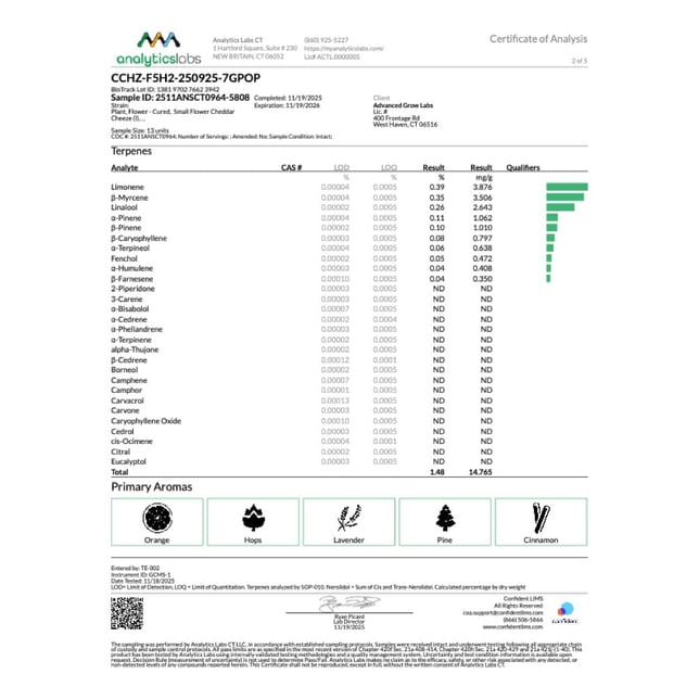 Rythm - Cheddar Cheeze (I) Smalls  C0010001099 - Image 5