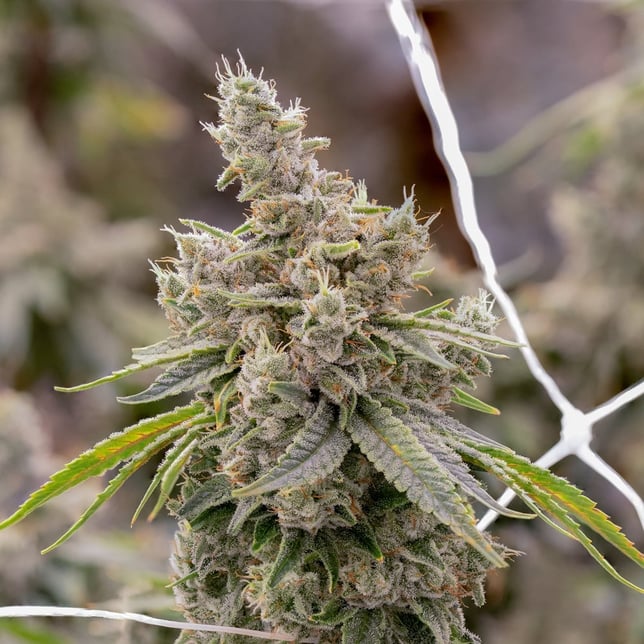 GG4 - Image 2