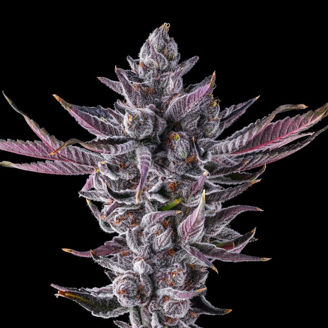 Chrome Dome Pre-Roll 5-Pack (2.5g) - Image 6