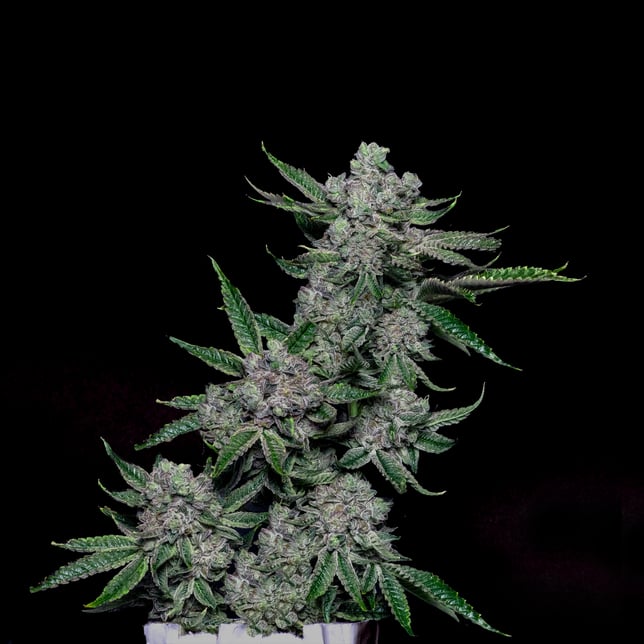 Florida Wedding - Image 2