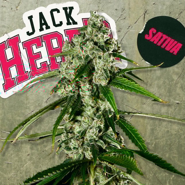 Jack Herer - Image 3