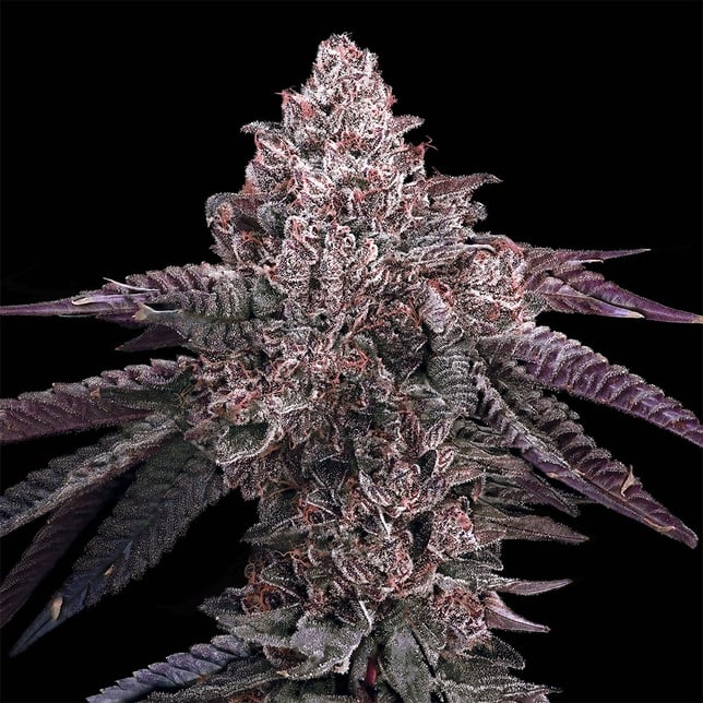 98 Reserve All-In-One Gold Blend [1000mg] - Image 4