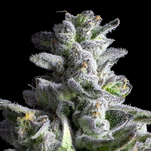 Black Diamond X Pre-Roll 5-Pack [2.5g] - Image 11