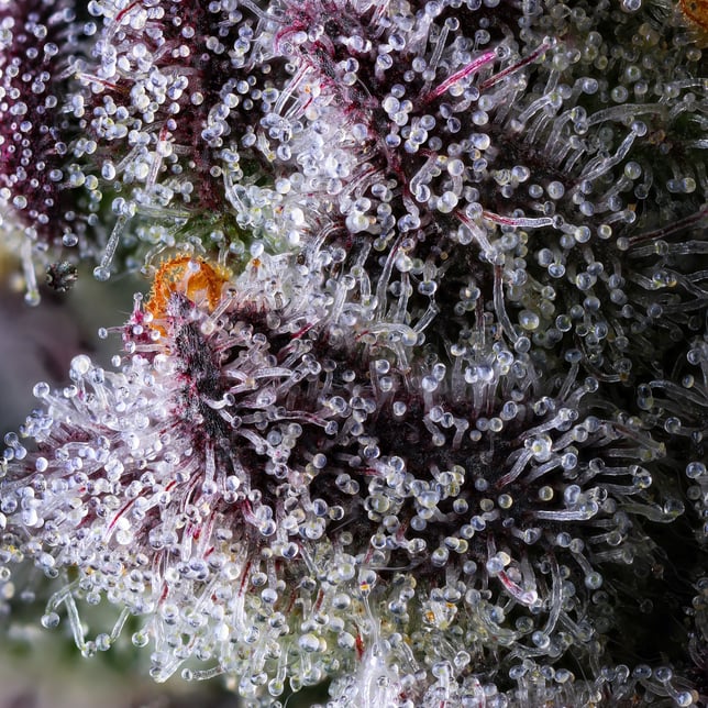 98K Pre-Roll [1g] - Image 9