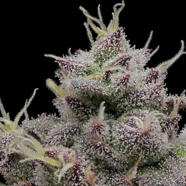 Hash Burger [1g] - Image 6