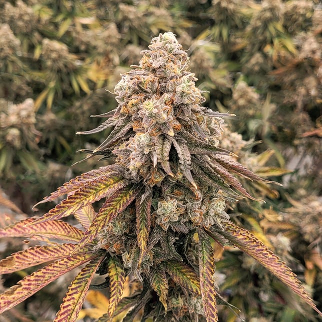 Great Divide [2g] - Image 2