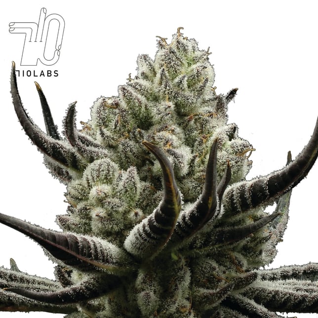 Cake Crasher - Image 1 Cake Crasher - Image 1