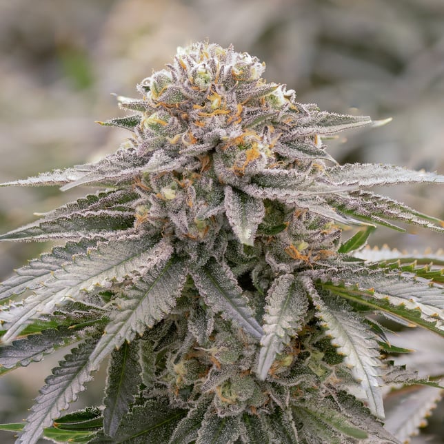 Dank Dough - Image 2
