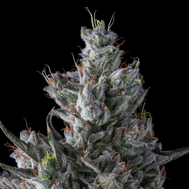 Pineapple Biscotti Pre-Roll 5-Pack [2.5g] - Image 8