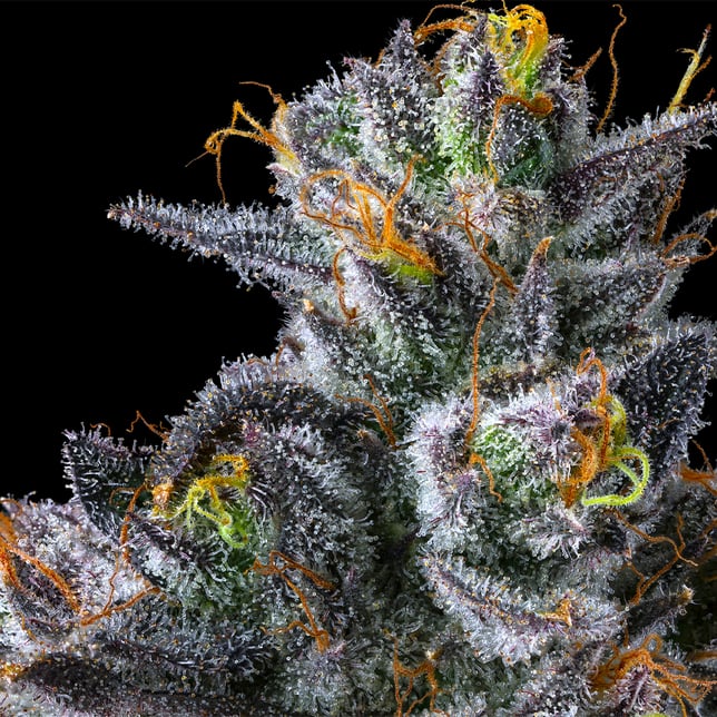Parisian Kush [3.5g] - Image 10
