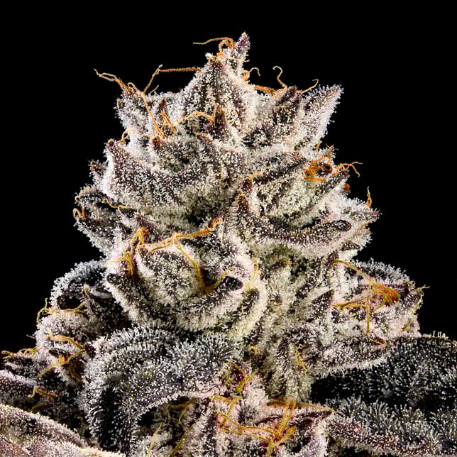 Shangri-La Maven Minis [14g] - Image 7