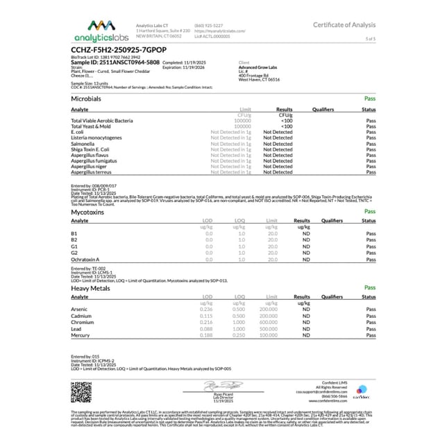 Rythm - Cheddar Cheeze (I) Smalls  C0010001099 - Image 8