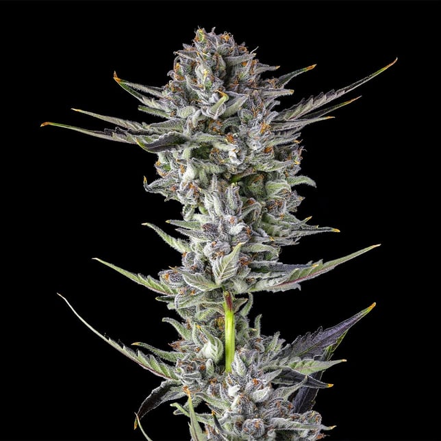 BluZangria All-In-One Gold Blend [1000mg] - Image 4