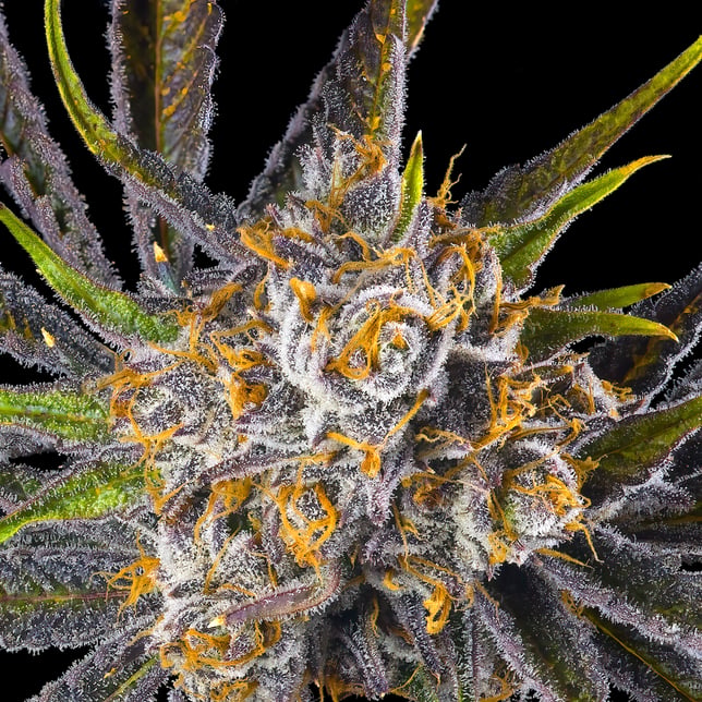 Orange Bellini Pre-Roll 5-Pack [2.5g] - Image 6